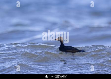 Gemeiner Schotter (Melanitta nigra / Anas nigra) Männchen / drake beim Schwimmen im Meerwasser im Winter Stockfoto