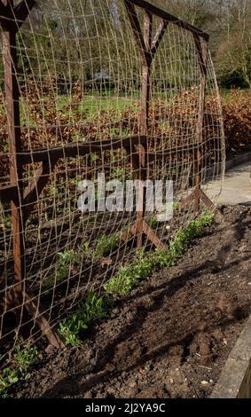 Erbsen, die einen Rahmen aus Holz und Schnur aufwachsen. Stockfoto