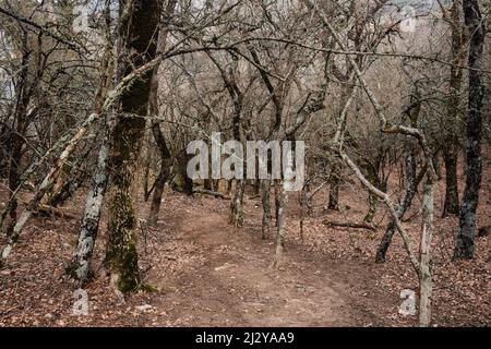 Wald am Fuße des Ilyas-Kaya Berges im Frühling. Krim Stockfoto