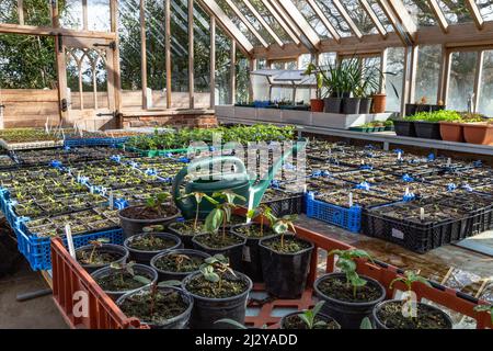 In einem großen Gewächshaus in der Goldsborough Hall, Knareborough, North Yorkshire. Stockfoto