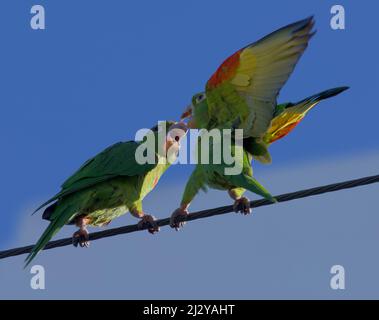 Eine Aufnahme von zwei grünen Papageien, die auf einem Draht kämpfen Stockfoto