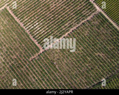 Luftbild Reihen von grünen Pflanzen wachsen von fruchtbaren Boden der landwirtschaftlichen Plantage in Weinberg der Landschaft am Sommertag Stockfoto