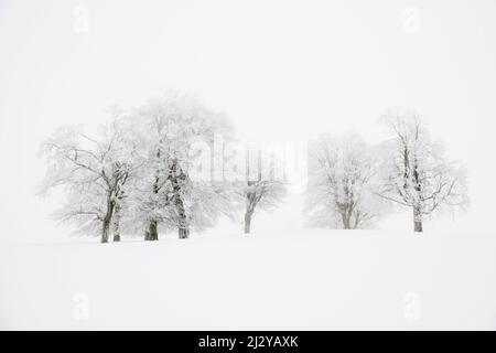 Schneebedeckte Buchen, Schauinsland, Freiburg im Breisgau, Schwarzwald, Baden-Württemberg, Deutschland Stockfoto