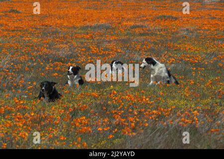 Vier Border Collie Hunde inmitten eines California Golden Poppy Feldes in der Nähe von Lancaster. Stockfoto