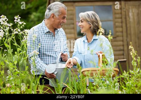 Seniorenpaar Im Garten Zu Hause, Das Zusammen An Erhöhten Gemüsebetten Arbeitet Stockfoto