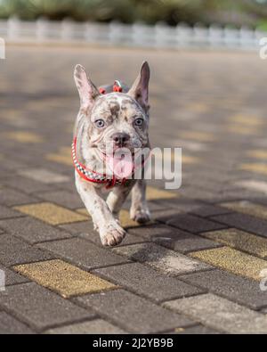 Eine vertikale Aufnahme einer entzückenden gefleckten französischen Bulldogge, die auf einer Straße läuft Stockfoto