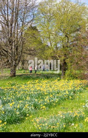 Große Dixter-Wiesengärten, blühende Narzissen, Northiam, East Sussex, großbritannien Stockfoto