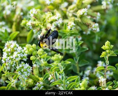 Zimmermannsbiene (Xylocopa violacea) auf den Kanarischen Inseln, Spanien. Stockfoto