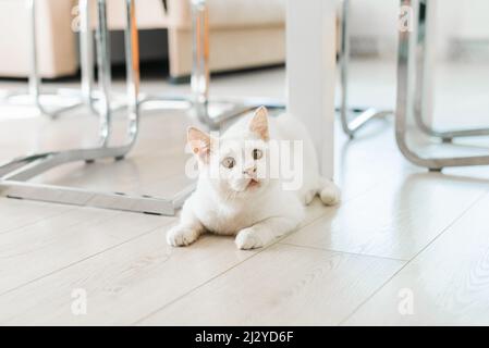 Eine weiße Katze, die auf der Straße gerettet wurde, sitzt mit einem schmerzenden Auge auf dem Boden im Haus und schaut genau hin Stockfoto