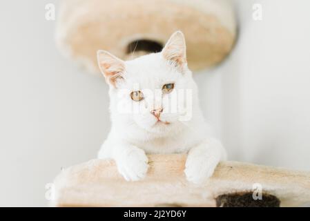 Eine weiße Katze, die auf der Straße gerettet wurde, sitzt mit einem schmerzenden Auge in seinem Haus und sieht aufmerksam zu Stockfoto