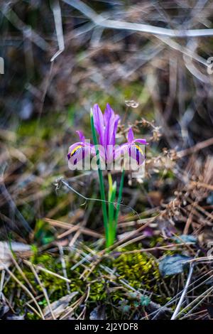 Blume der wilden Puple Iris Pflanze im Wald Stockfoto