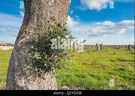 Olivenbäume Stämme von Xylella fastidiosa betroffen bereit für die Entfernung Stockfoto