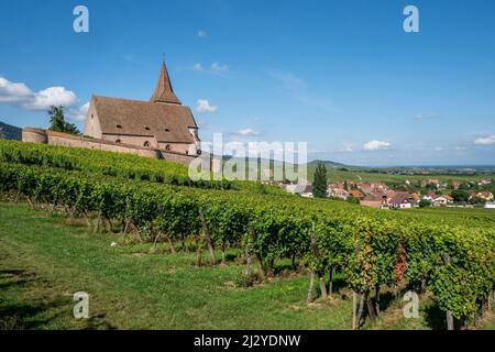 Kirche in den Weinbergen, gotische Wehrkirche Saint-Jacques, Hunawihr, Haut-Rhin, Elsass Weinstraße, Elsass, Frankreich, Europa Stockfoto