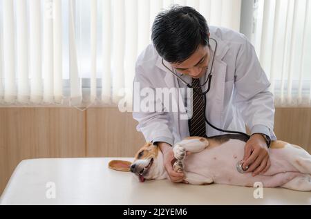 Tierarzt Mann mit Stethoskop Untersuchung eines Beagle Rasse Hund auf Tierarzttisch in der Tierklinik Stockfoto