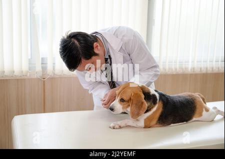 Tierarzt Mann überprüfen Knöchel und Nagel ein Haus Beagle Rasse Hund auf Tierarzt Tisch in der Tierklinik Stockfoto