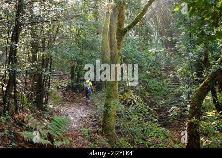 Laurel Wald im Teno Teneriffa, mit Bäumen bedeckt mit Moos Stockfoto