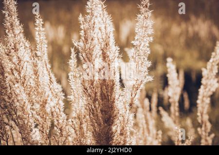 Herbst Landschaft Natur Hintergrund. Getrocknete Blumen in hellem Sonnenlicht auf dem Feld. Setzen Sie Segel Champagner. Stockfoto