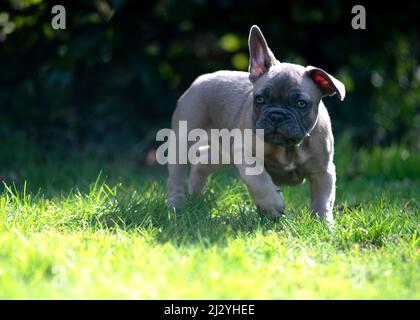 Lustige klobige französisch Bulldogge Welpen spielen und erkunden im Außenbereich den Garten oder Park an einem sonnigen Sommertag grünen Gras Hintergrund mit Platz Stockfoto