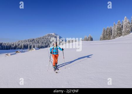 Frau auf Skitour geht über weite Schneeflächen, Almen und Hochries im Hintergrund, Hochries, Chiemgauer Alpen, Oberbayern, Bayern, Deutschland Stockfoto