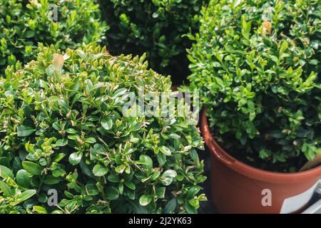 Junge buxus sempervirens deco Ball in Garten Kindergarten Zentrum. Zierkistenpflanze oder Buchsbaum in Blumentöpfen. Frühling. Nahaufnahme, selektiver Fokus Stockfoto