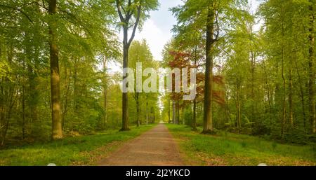 Schöne Aussicht auf den Enghien Park Stockfoto