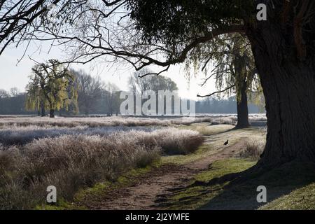 Morgenfrost umrahmt von Bäumen im buschigen Park Surrey Stockfoto