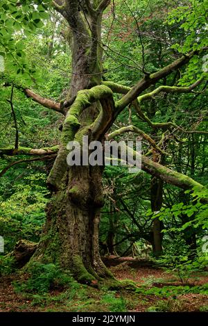 Huteeiche im Urwald von Sababurg, Naturpark Reinhardswald, Hessen, Deutschland. Stockfoto