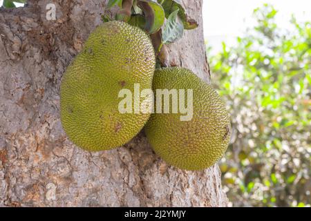 Brotfrucht Artocarpus altilis in Peru Stockfoto