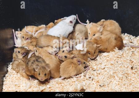 In Käfigzucht Nagetiere, Mäuse. Maus ist ein kleines Säugetier der Nagetiergruppe mit spitzer Schnauze, großen abgerundeten Ohren und langem haarigen Schwanz. Stockfoto