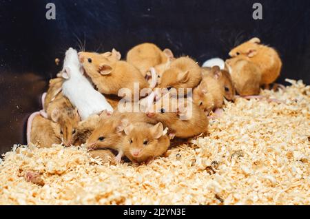 In Käfigzucht Nagetiere, Mäuse. Maus ist ein kleines Säugetier der Nagetiergruppe mit spitzer Schnauze, großen abgerundeten Ohren und langem haarigen Schwanz. Stockfoto