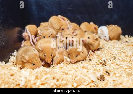 In Käfigzucht Nagetiere, Mäuse. Maus ist ein kleines Säugetier der Nagetiergruppe mit spitzer Schnauze, großen abgerundeten Ohren und langem haarigen Schwanz. Stockfoto