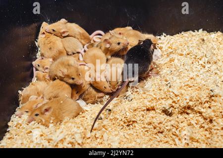 In Käfigzucht Nagetiere, Mäuse. Schwarze Maus mit langem Schwanz. Stockfoto