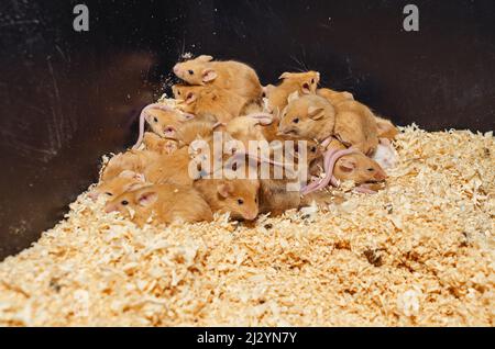 In Käfigzucht Nagetiere, Mäuse. Maus ist ein kleines Säugetier der Nagetiergruppe mit spitzer Schnauze, großen abgerundeten Ohren und langem haarigen Schwanz. Stockfoto