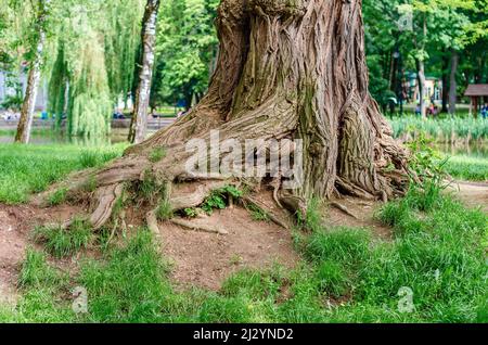 Alte große Wurzel im Park. Breiter Stamm von großem Baum, verflochtenen Wurzeln. Grünes helles Gras in der Nähe des alten Baumes. Stockfoto