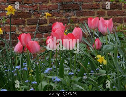 Wunderschöne Frühlingsszene mit üppigen rosa Tulpen und einer Wand dahinter Stockfoto