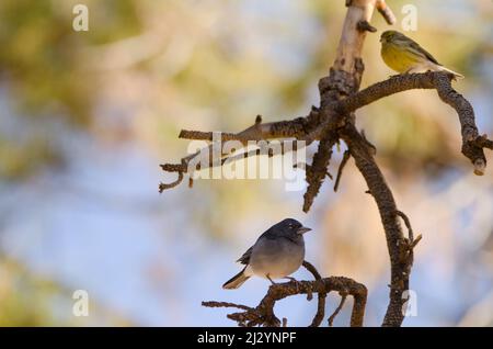 Männlicher Teneriffa-Buchfink Fringilla teydea unten und weiblicher Atlantischer canary Serinus canaria oben. Las Lajas. Teneriffa. Kanarische Inseln. Spanien. Stockfoto