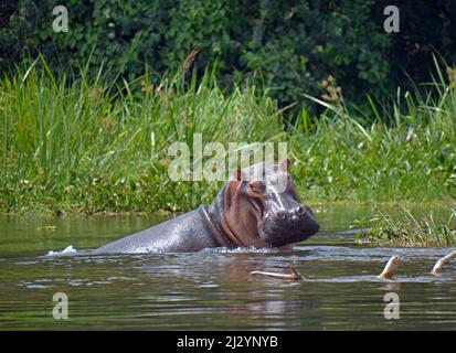 Uganda; nördliche Region an der Grenze zur westlichen Region; Murchison Falls National Park; Hippo im Victoria Nil Stockfoto