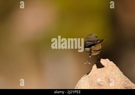 Teneriffa blauer Buchfink Fringilla teydea. Weiblich. Las Lajas. Vilaflor. Naturpark Corona Forestal. Teneriffa. Kanarische Inseln. Spanien. Stockfoto