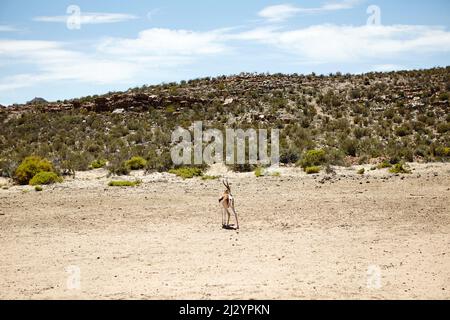 Sich selbst zu wagen. Aufnahme eines Springbucks auf den Ebenen Afrikas. Stockfoto