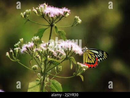 Der gemalte Isebel-Schmetterling sitzt auf der Pflanze Stockfoto