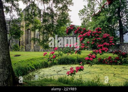 Wales, Erinnerungen an längst vergangene Zeiten. Kloster Valle Crucis, gegründet 1201, in der Nähe von Llangollen. Weißdornbaum blüht im Vordergrund. Denbighshire. Stockfoto