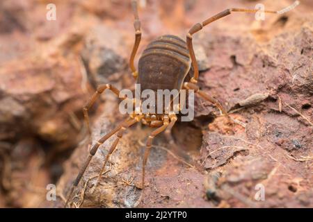 Nahaufnahme einer Harvestman-Spinne, Hadrobunus grandis in Satara, Maharashtra, Stockfoto