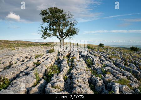 Einzelbaum auf Kalksteinpflaster in Malham, Yorkshire Dales National Park Stockfoto