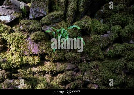 Pflanze wächst auf einer Steinmauer Stockfoto