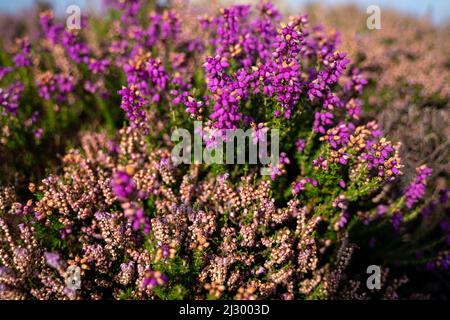 Blühende Heide im Peak District, Nahaufnahme Stockfoto