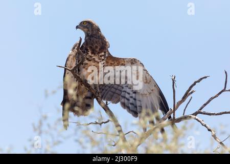 Schwarzkastiger Schlangenadler (Circaetus pectoralis), Kgalagadi Transfrontier Park, Kalahari, Nordkap, Südafrika Stockfoto