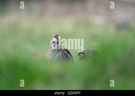 Rotbeinige Rebhuhn im Gras, Fotografie mit geringer Schärfentiefe Stockfoto