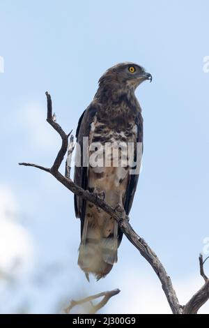 UnterErwachsener oder unreifer Schwarzkastiger Schlangenadler (Circaetus pectoralis) Kgalagadi Transfrontier Park, Kalahari, Nordkap, Südafrika Stockfoto