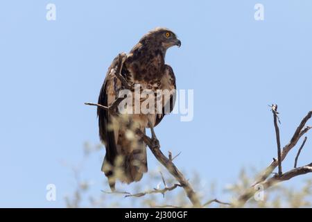 Schwarzkastiger Schlangenadler (Circaetus pectoralis), Kgalagadi Transfrontier Park, Kalahari, Nordkap, Südafrika Stockfoto