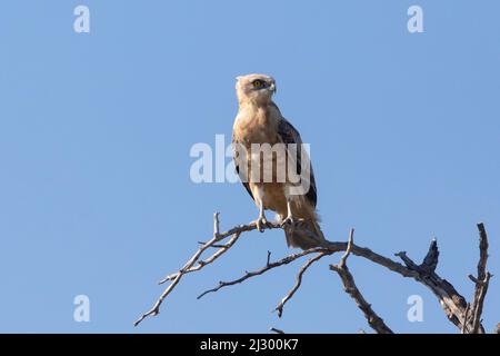 Unreifer Schwarzer Schlangenadler (Circaetus pectoralis) Kgalagadi Transfrontier Park, Kalahari, Nordkap, Südafrika Stockfoto